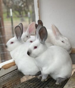Meat Rabbits as a Sustainable and Affordable Protein Source Image